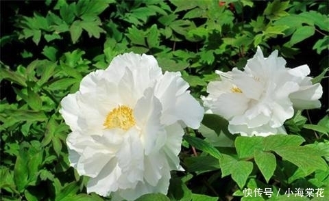 施肥|牡丹的6个养护方法,花开艳压群芳!