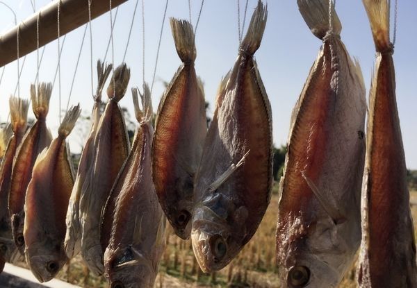 表姐|孕妇吃鱼胎儿更聪明?三种鱼尽量少碰,最后一个影响宝宝大脑发育