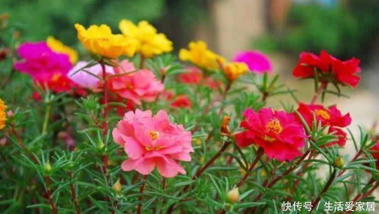 家里要养4种花,开花吉祥又喜庆,红红火火好运来!