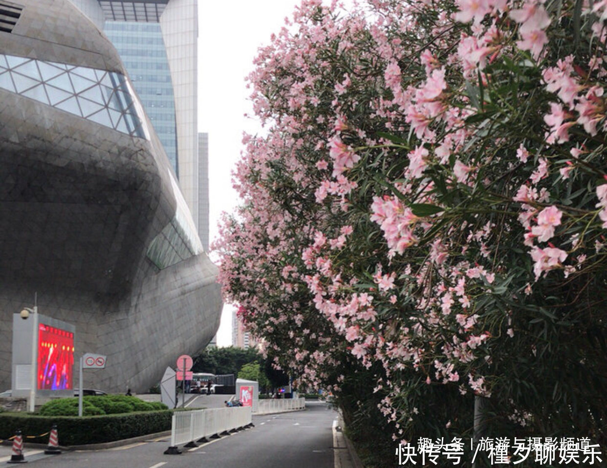 中国最“表里不一”的花！花开很美却全株含有剧毒，不能随意触碰