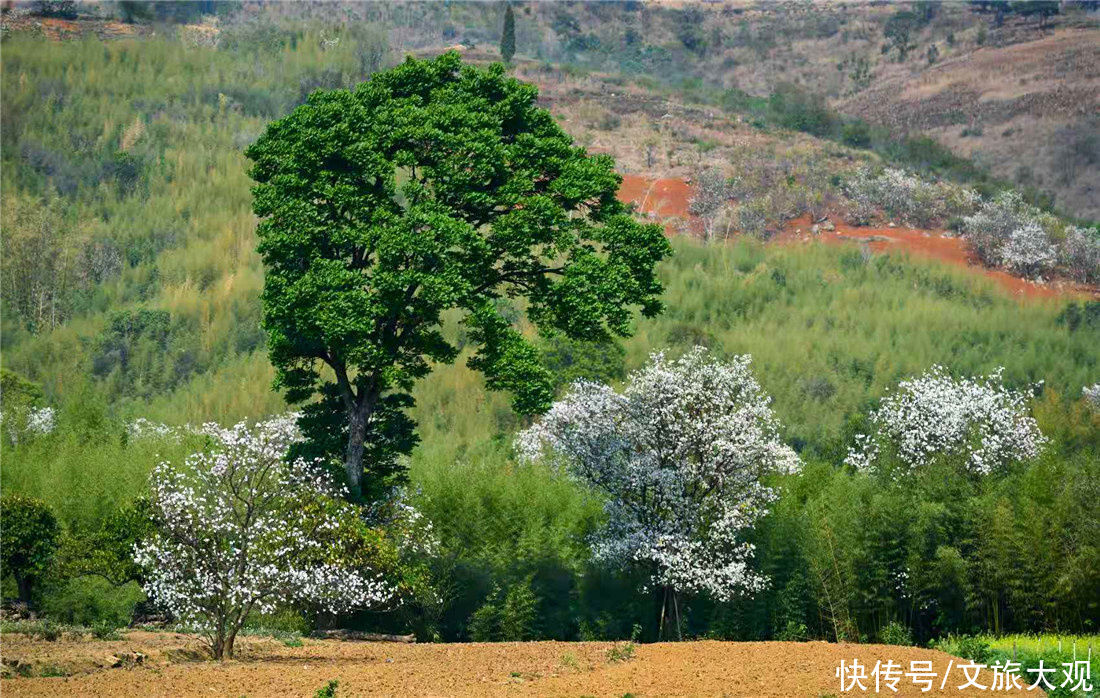 玉兰|组图！红河开远的春夏秋冬