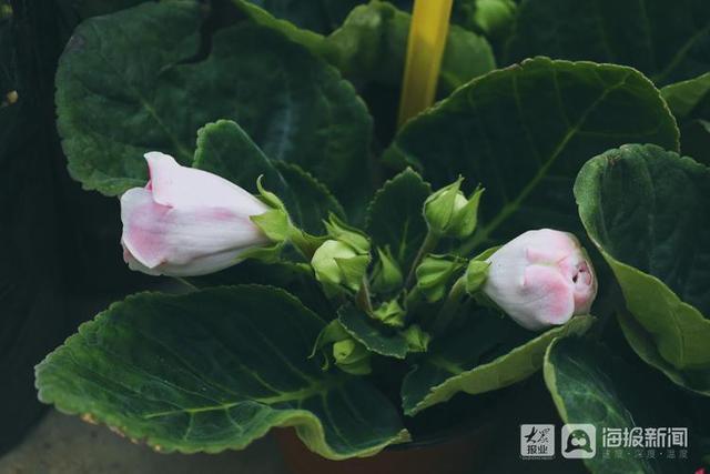 年宵花市场开始备货蝴蝶兰仙客来20-50元盆受市民青睐