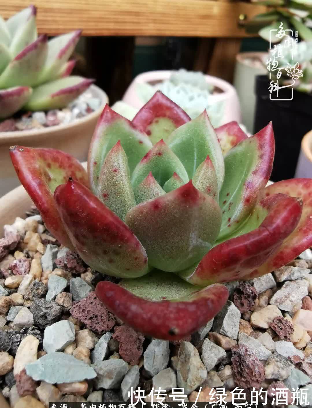 无关利益，不计得失，多肉给了我不一样的感受温暖的方式