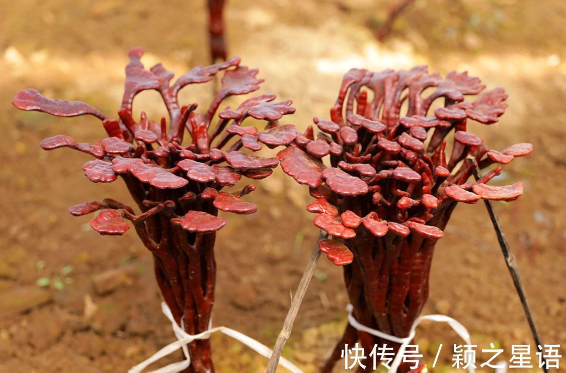 灵芝谷|象山樟岙村，灵芝谷，千年古樟的树洞越来越小