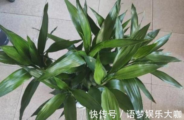 竹报平安|水培富贵竹养着养着就黄叶、不长个?注意4细节,株苗没问题!