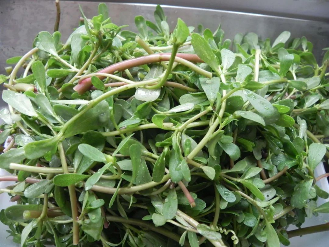 止痛|马齿苋是“救命”的良药?它隐藏的3个奇特功效,经常被人们忽视