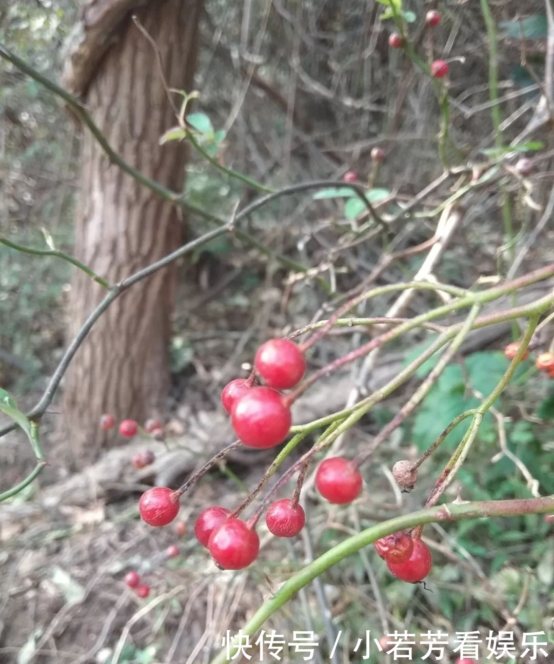 临朐这 个地方山清水秀，却不是一个村庄，而是……