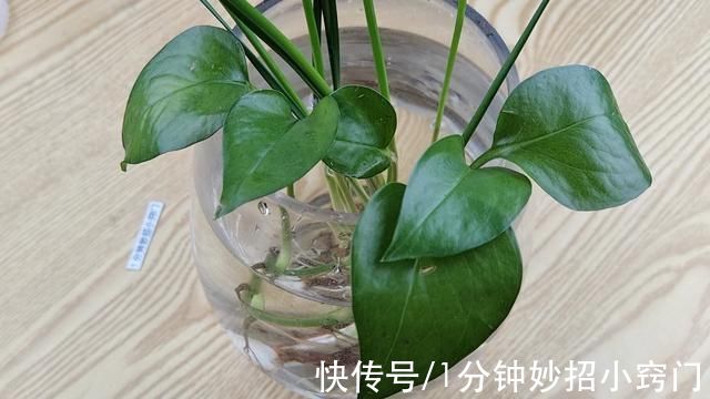 不管家中空间多大，绿萝都不能放这5个位置，要避开，早知早好