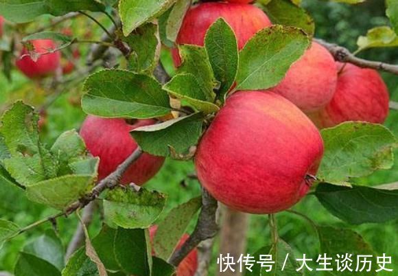 女人|早上空腹吃“苹果”,身体会收获“3个好处”,第2个女人更喜欢!