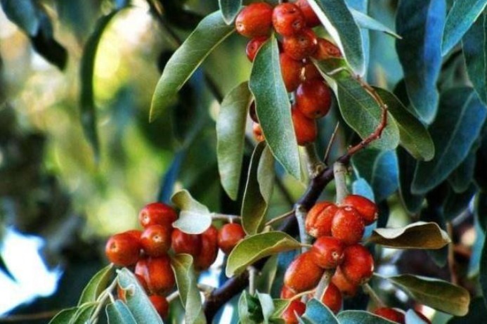 乾隆|乾隆的香妃想吃一口沙枣,结果害死2300多人