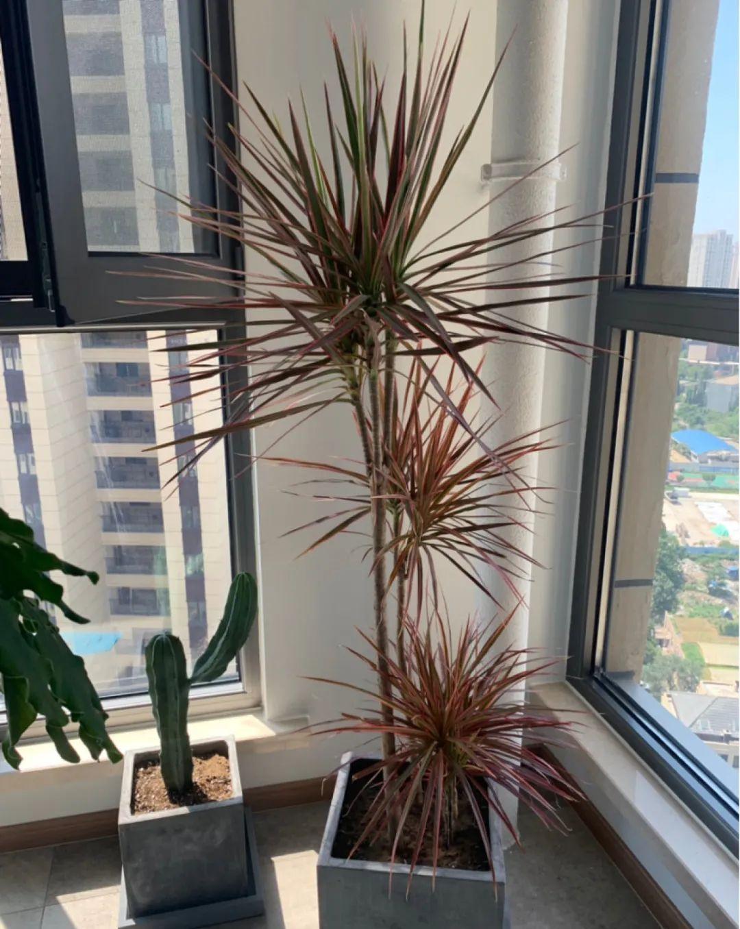 光棍树|养花:6种“丑八怪”,放在家里能镇宅,养的越久越气派