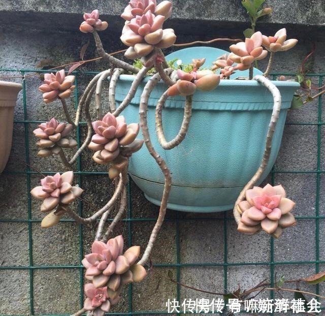 她用2年时间,把多肉养成“悬崖老桩”,总结了3个实用方法!