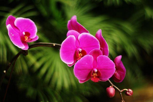 买回来的蝴蝶兰,这样养护,茎壮花也多,萌新涨姿势