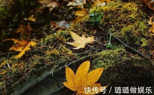 龙苍沟|「龙苍沟」赏彩林 探秘境