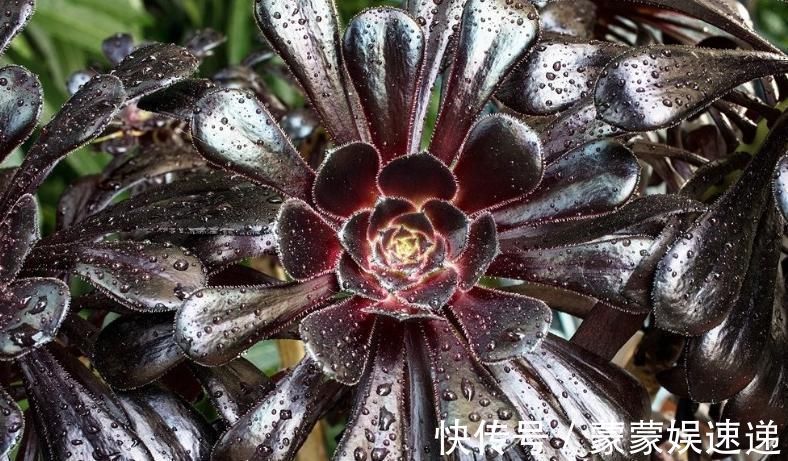 多肉|有一种多肉叫黑法师，注意这4点，养成老桩价值高