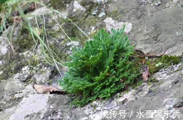 珍惜|春意浓去野外，碰见2种植物要珍惜，带回家当盆栽正合适