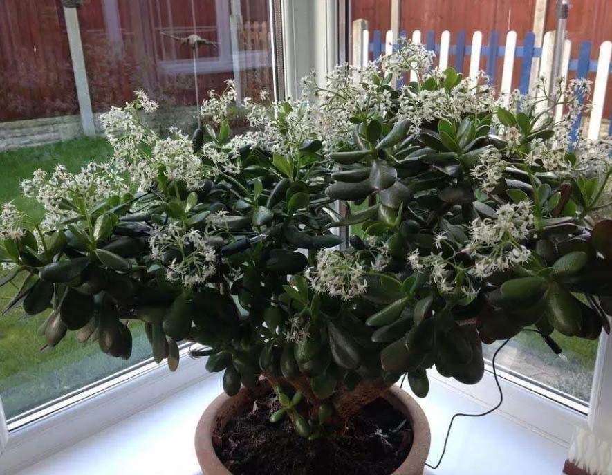 养花|园艺新人养花,室内搁2盆玉树,漂亮又上档次,寿命长达几十年