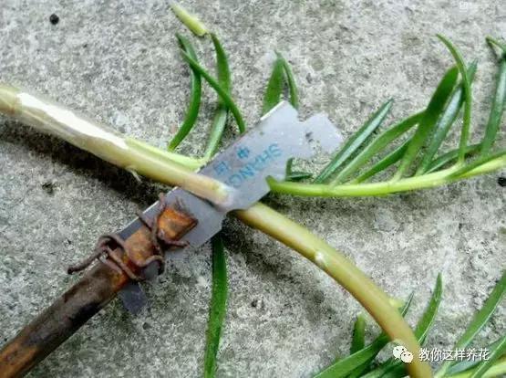 1个小窍门，普通的太阳花也能养成万元盆景老桩，邻居纷纷来学！