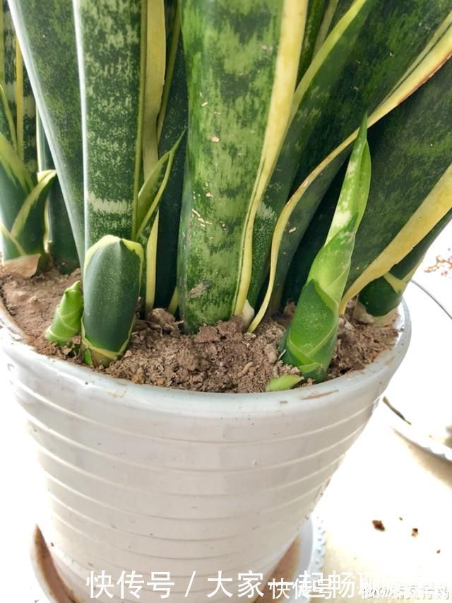 根系|3种花不用扦插,掰下来就能活,1盆变10盆,懒人也能养