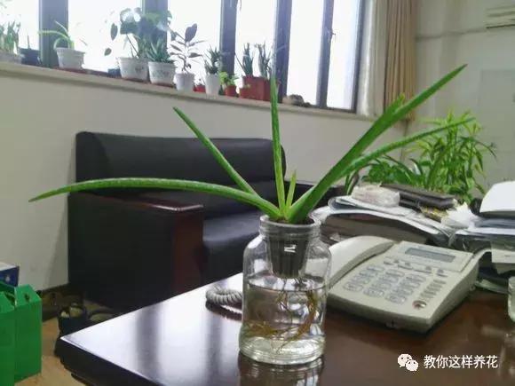 土生根|4种花放水里猛长根,比土培好养100倍,一分钱不花,还很漂亮!