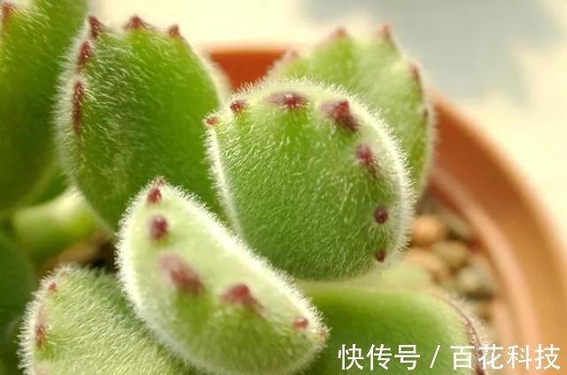 要点|60种多肉图鉴及养护要点,1分钟学会,超全超实用!