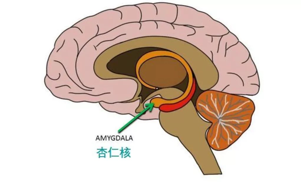 学习成绩|吼孩子的危害能有多离谱？一张大脑图片告诉你答案