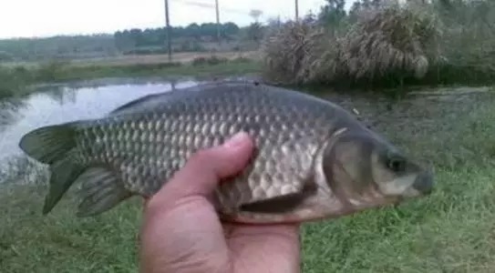 如何判断鱼饵是脱落,还是鱼在咬钩,老钓友给你支几招