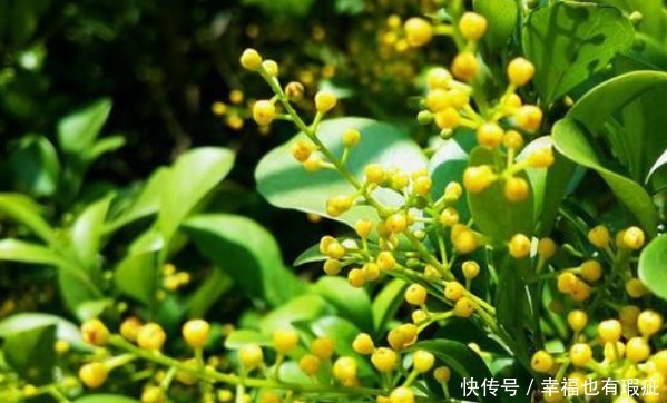 钙镁肥料|开花植物没香味关键原因有2点,给它做充足,只要开花满屋飘香