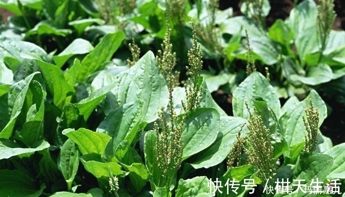 肺结核咯血|老人在农村采摘的野菜,降血压,清肝明目,每天吃一点健康常伴