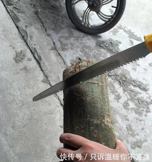 养花技巧：根都烂完了的君子兰，我捡回家，半年后开花了！