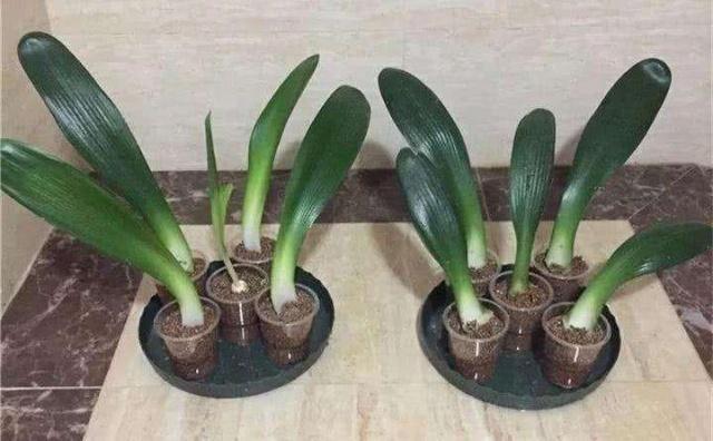 3种“招财花”,不用花钱买,掐个叶扔土里,一年长10盆,发财