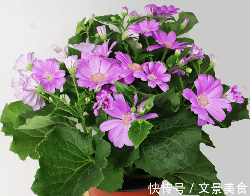 养花浇水用上两样东西,让花卉迅速生根、发芽、开花又爆盆