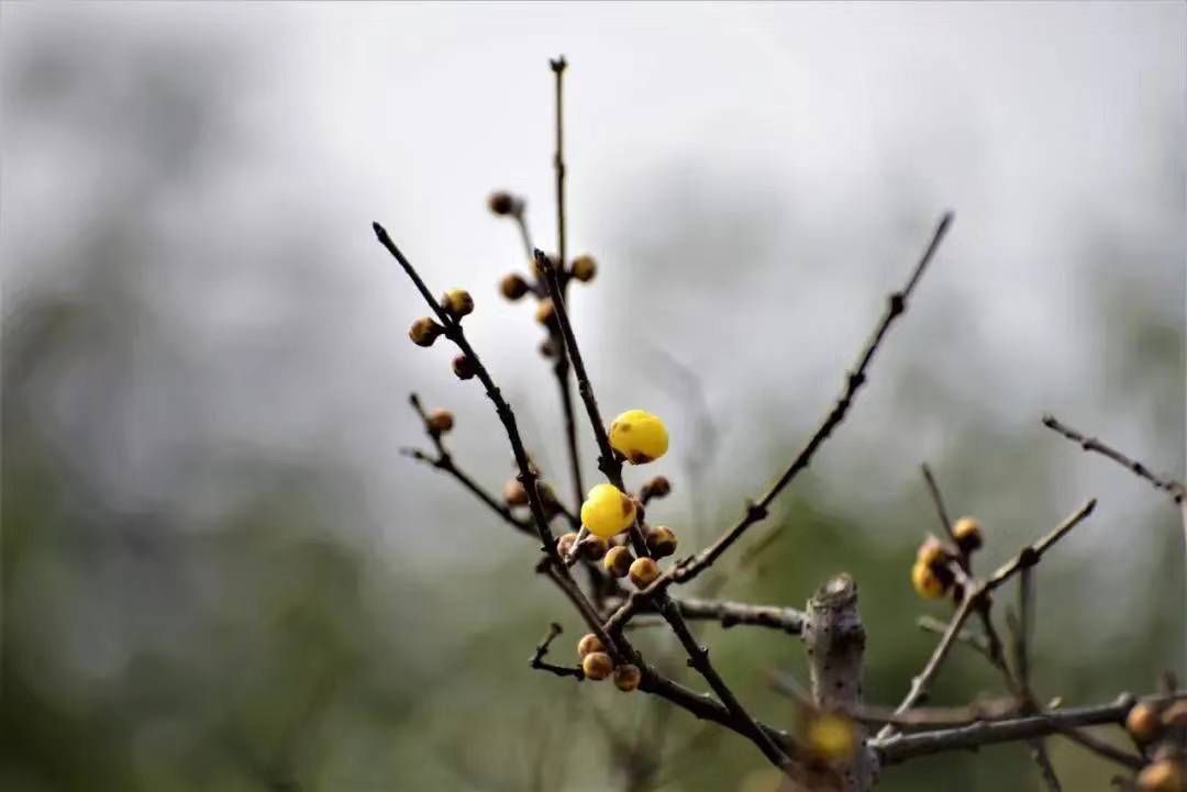 蜡梅|走，赏蜡梅！成都公园城市蜡梅观赏指数首次发布