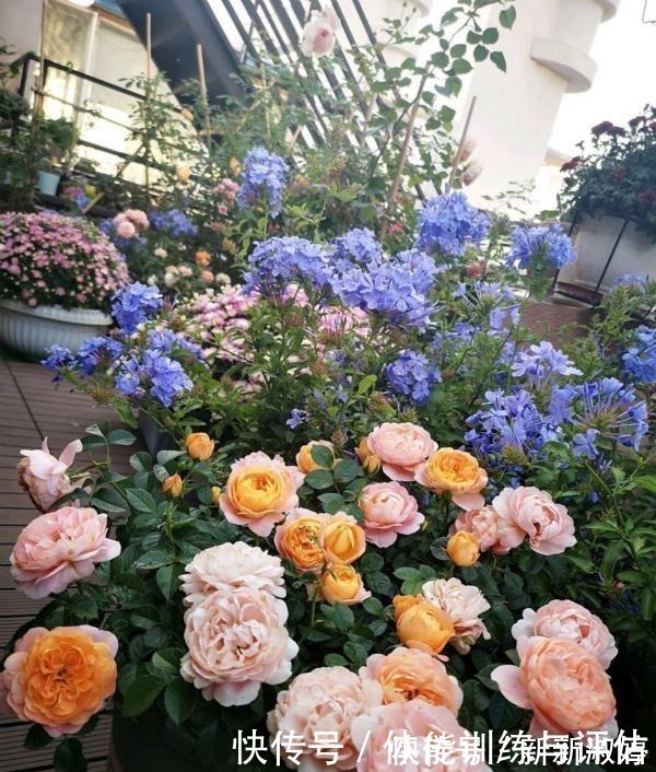 奥斯汀|他痴迷养花，露台养了100多盆花，盆盆美爆，惊艳全小区！
