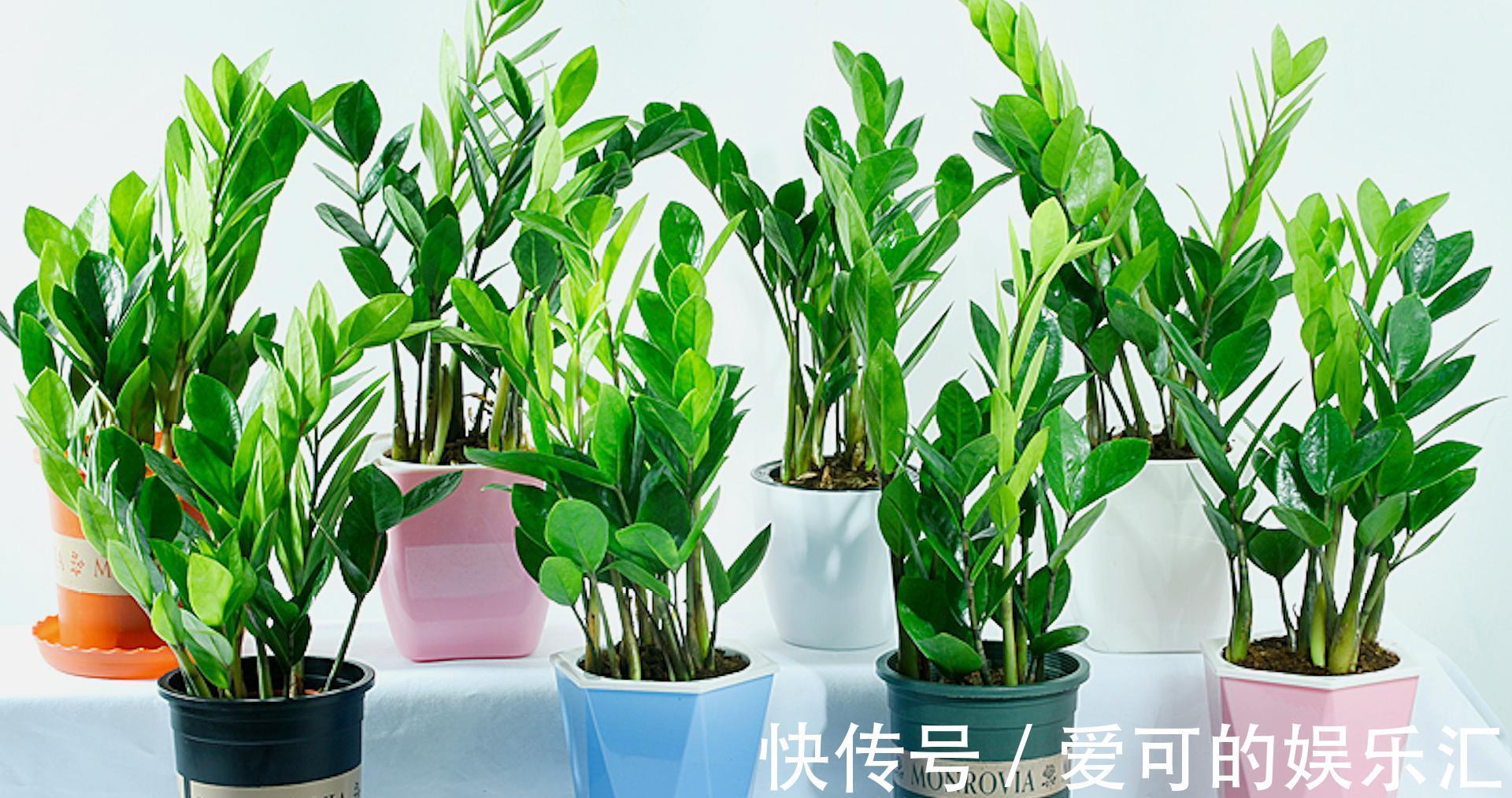 有名的“12种旺财花”,吉祥又大气,养成老桩更“旺家”