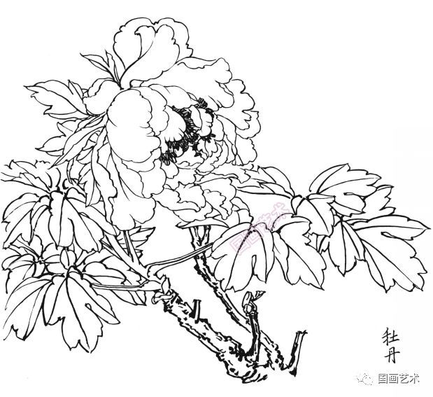  白描|花卉白描图谱选页分享