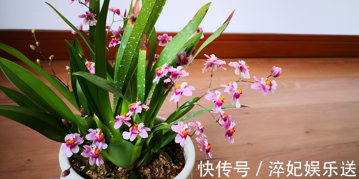 养花|奶奶对我说卧室别养5类花,仔细想想,不是迷信,而是真的有道理