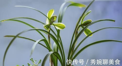 兰花长势比较弱,试试几个小技巧,保准一片生机!