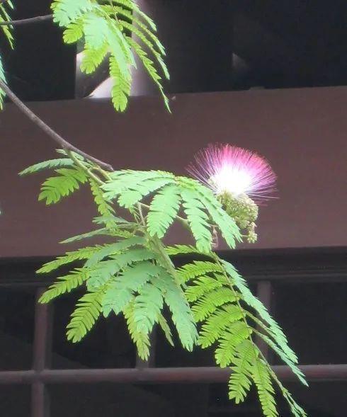 合欢|“知时郐卷”的合欢花令人着迷，试试它的繁殖与造型！