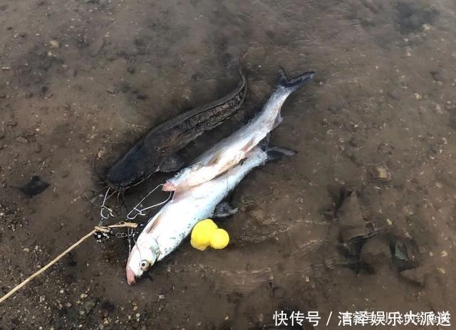 入侵失败的5个物种,我钓过4个,第一名现在钓不到了