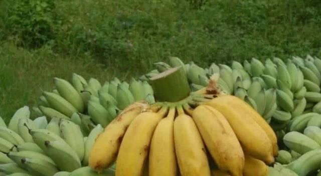 水蜜桃|水果的原始形态,面对这样的西瓜,夏天你还会想喝西瓜汁吗