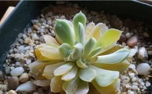 养文竹|6月后,7种花要远离阳台,不然“黄叶”没商量