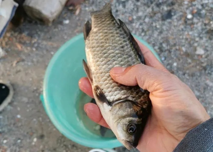 老司机|难怪老司机一个字不说,原来冬天只要有这钓法,板鲫接二连三的上