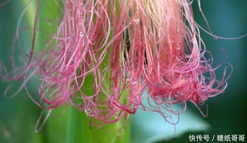 快速|治疗咳嗽最有效的方法,3大方法让你快速止咳