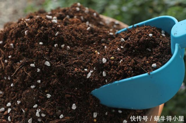 养花|养花旧土不要扔,处理一下比新土还好用