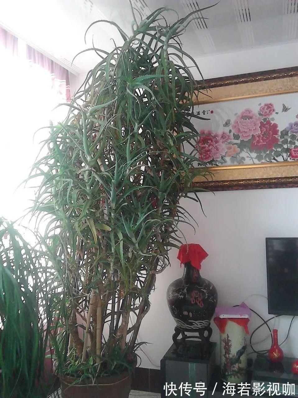 龟背竹|30年的芦荟，20年的龟背竹，硬生生把花养成了树！