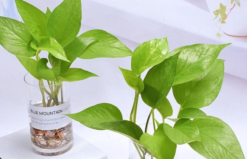 绿萝长得慢?多浇“2种水”,不用多花钱,茎叶就养得绿油油