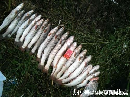 泥鳅钓鱼,这才是真正一天百十斤的疯狂钓法