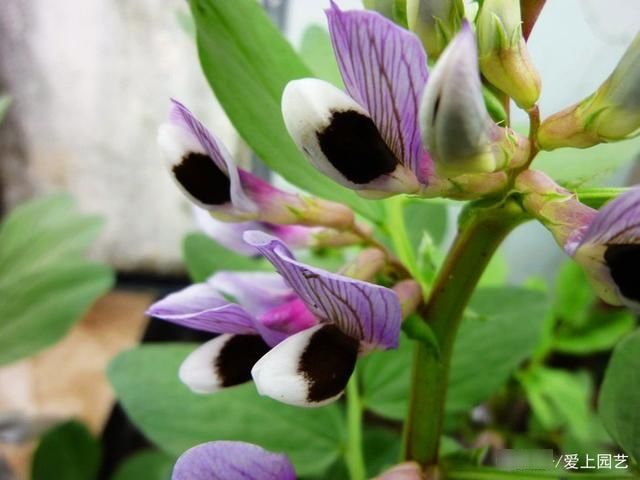  因为美味而被人忽视了美貌，说说那些令人惊艳的菜花