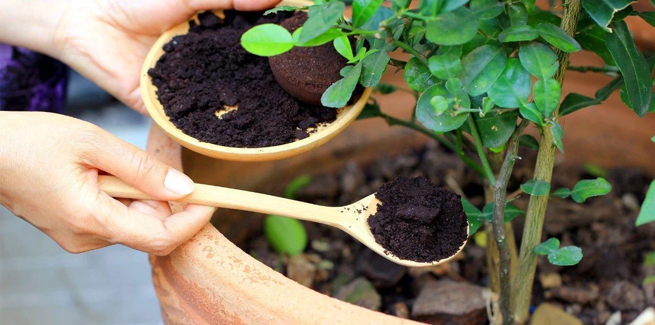 月季|五月修剪月季花,3个技巧掌握好,下一茬开花更劲爆